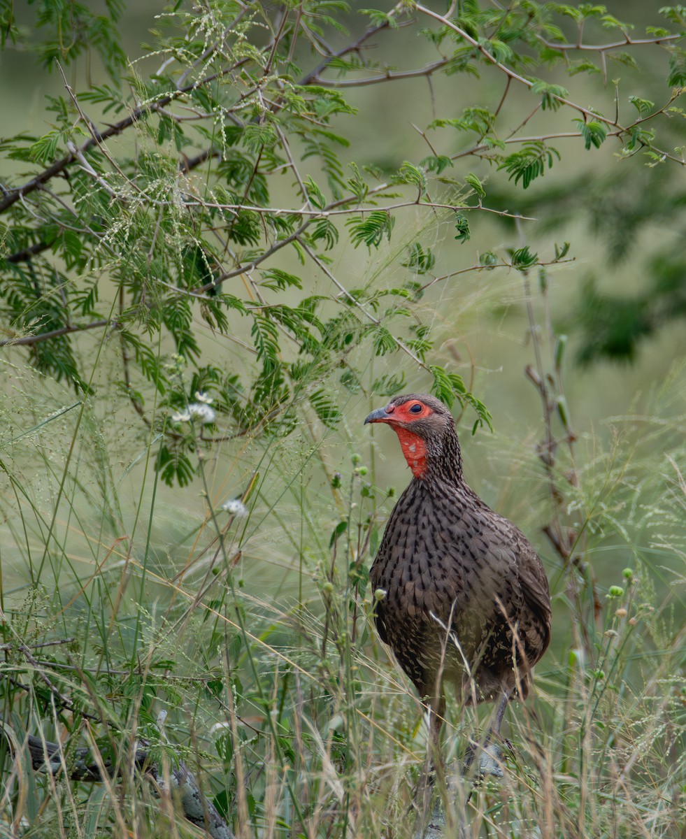 Swainson's Spurfowl - ML646016620