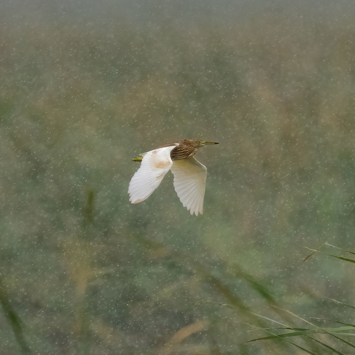 Garcilla India - ML646016627