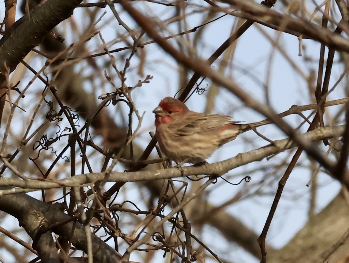 House Finch - ML646016628