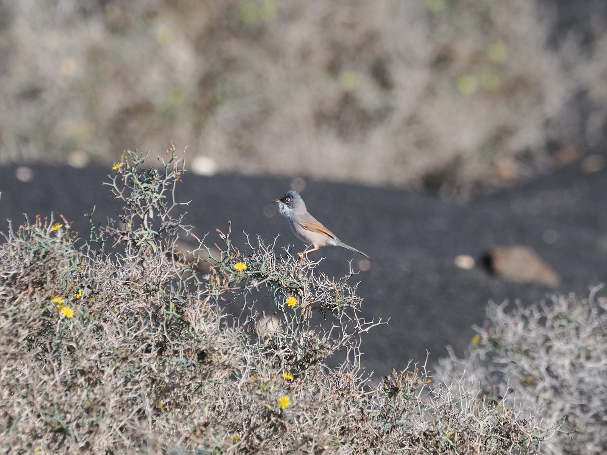 Bozkır Ötleğeni - ML646016631