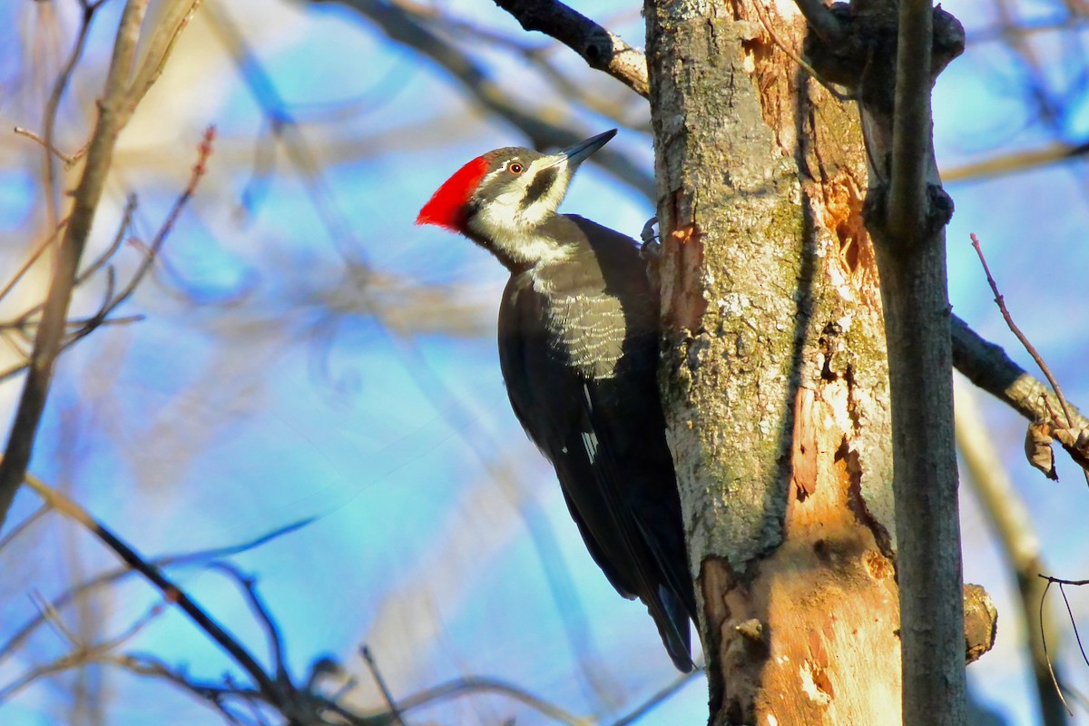 Жовна північна - ML646016644