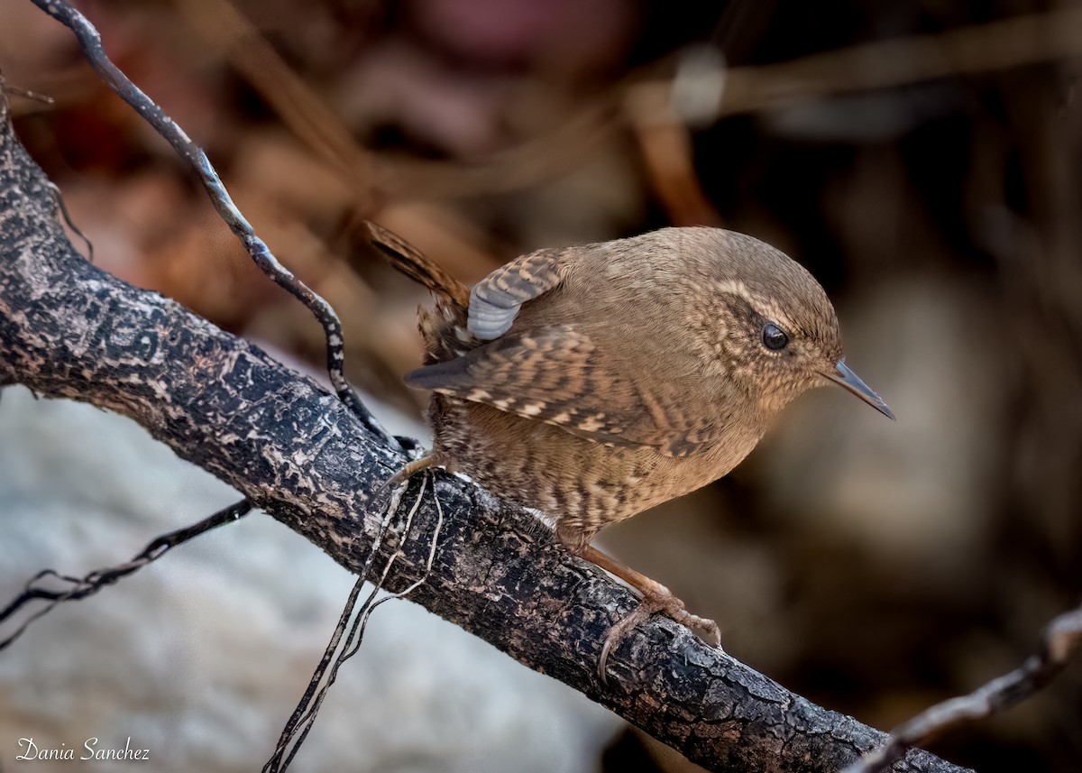 Pacific Wren - ML646016649