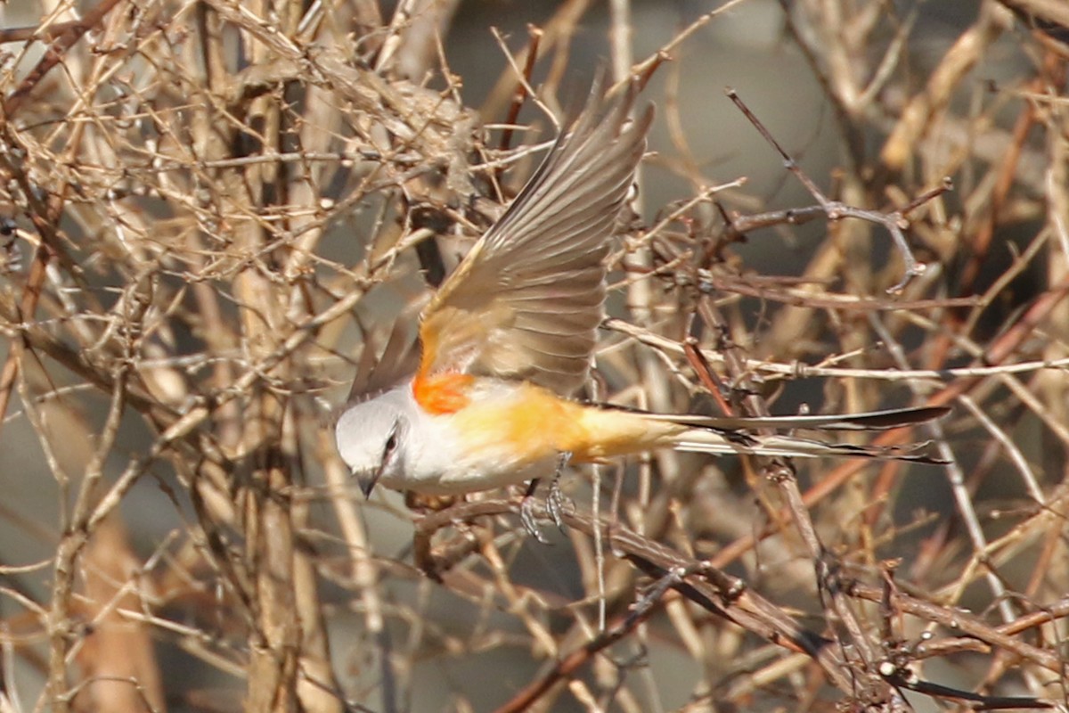 Scissor-tailed Flycatcher - ML646016675