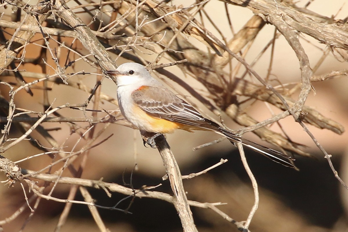 Scissor-tailed Flycatcher - ML646016676