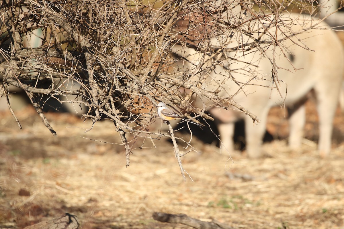 Scissor-tailed Flycatcher - ML646016677