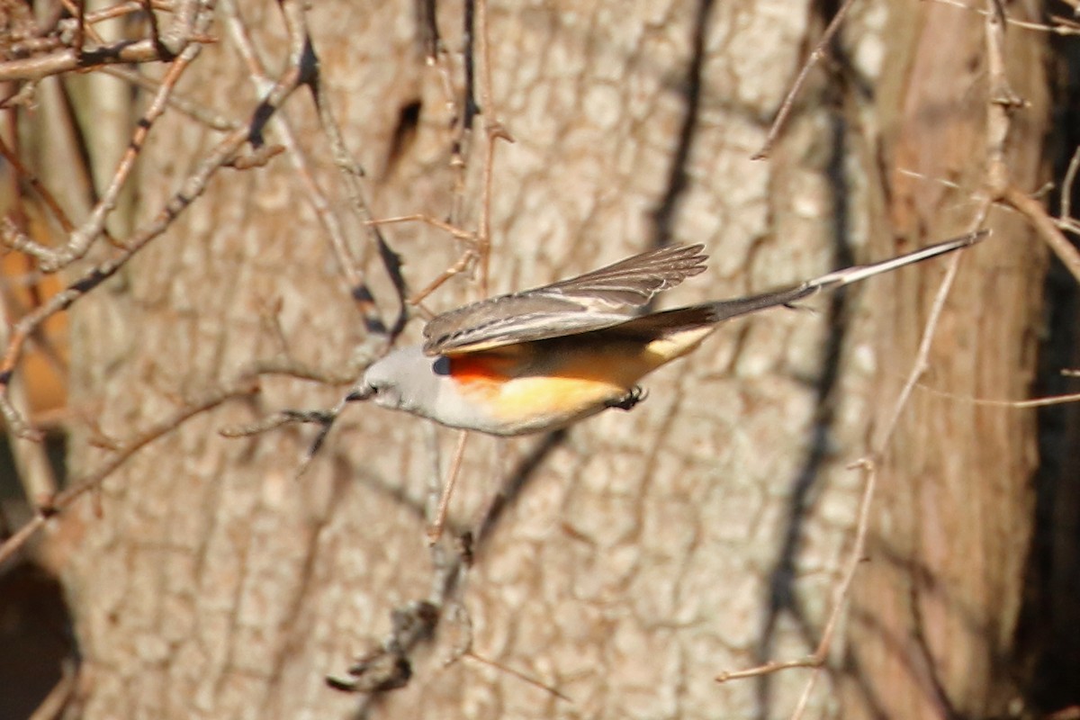 Scissor-tailed Flycatcher - ML646016678
