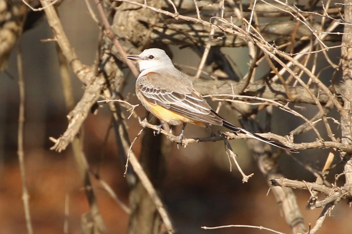 Scissor-tailed Flycatcher - ML646016679