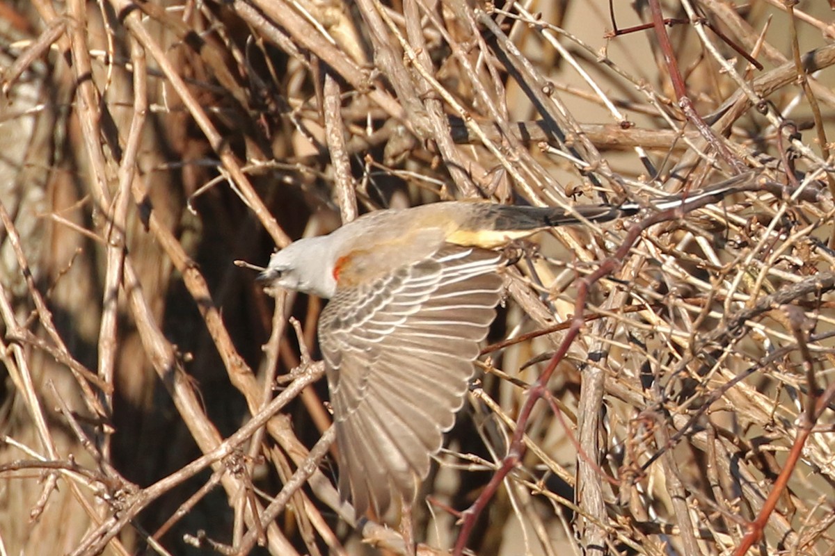 Scissor-tailed Flycatcher - ML646016680