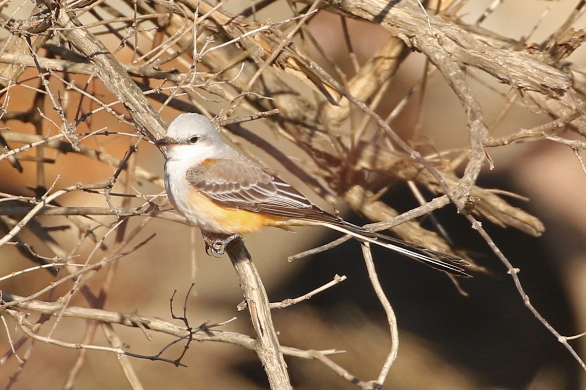 Scissor-tailed Flycatcher - ML646016681