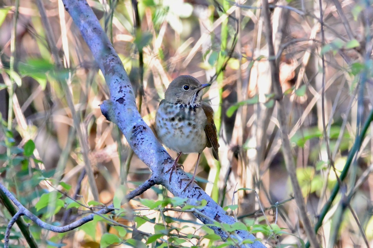 Hermit Thrush - ML646016687