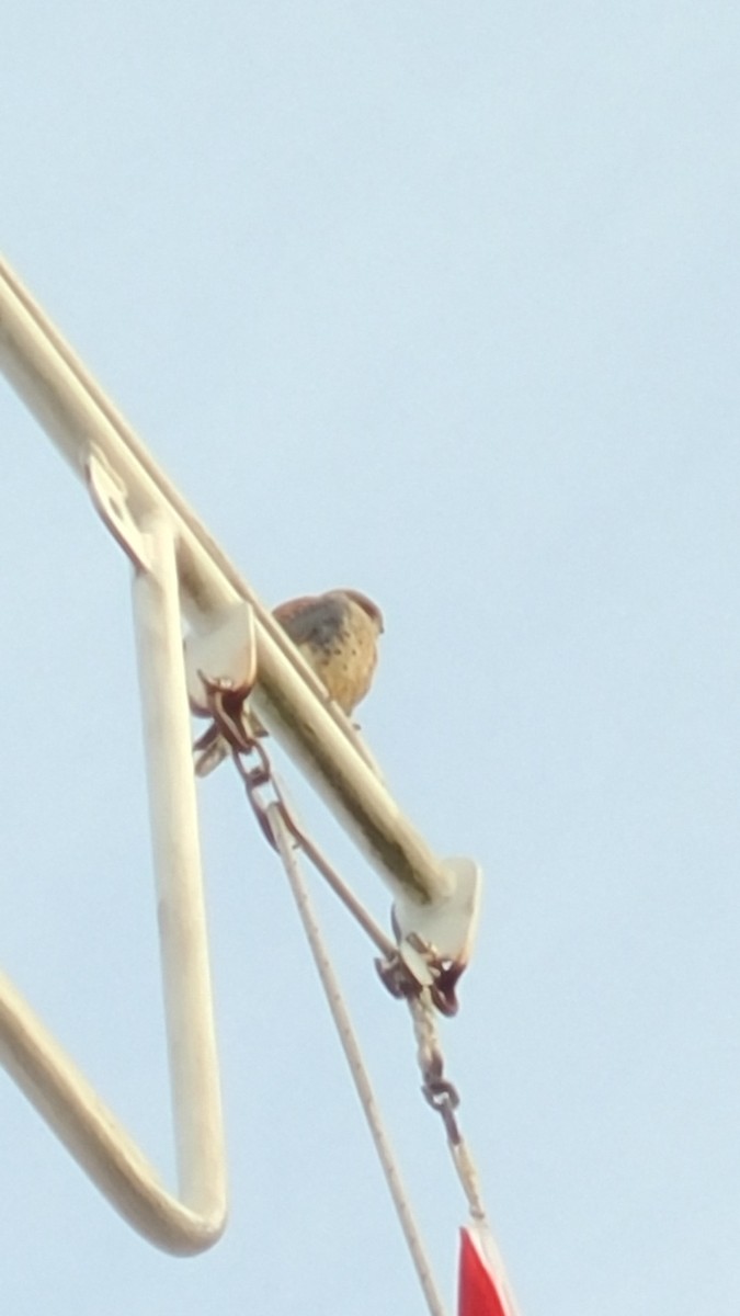 American Kestrel - ML646016689