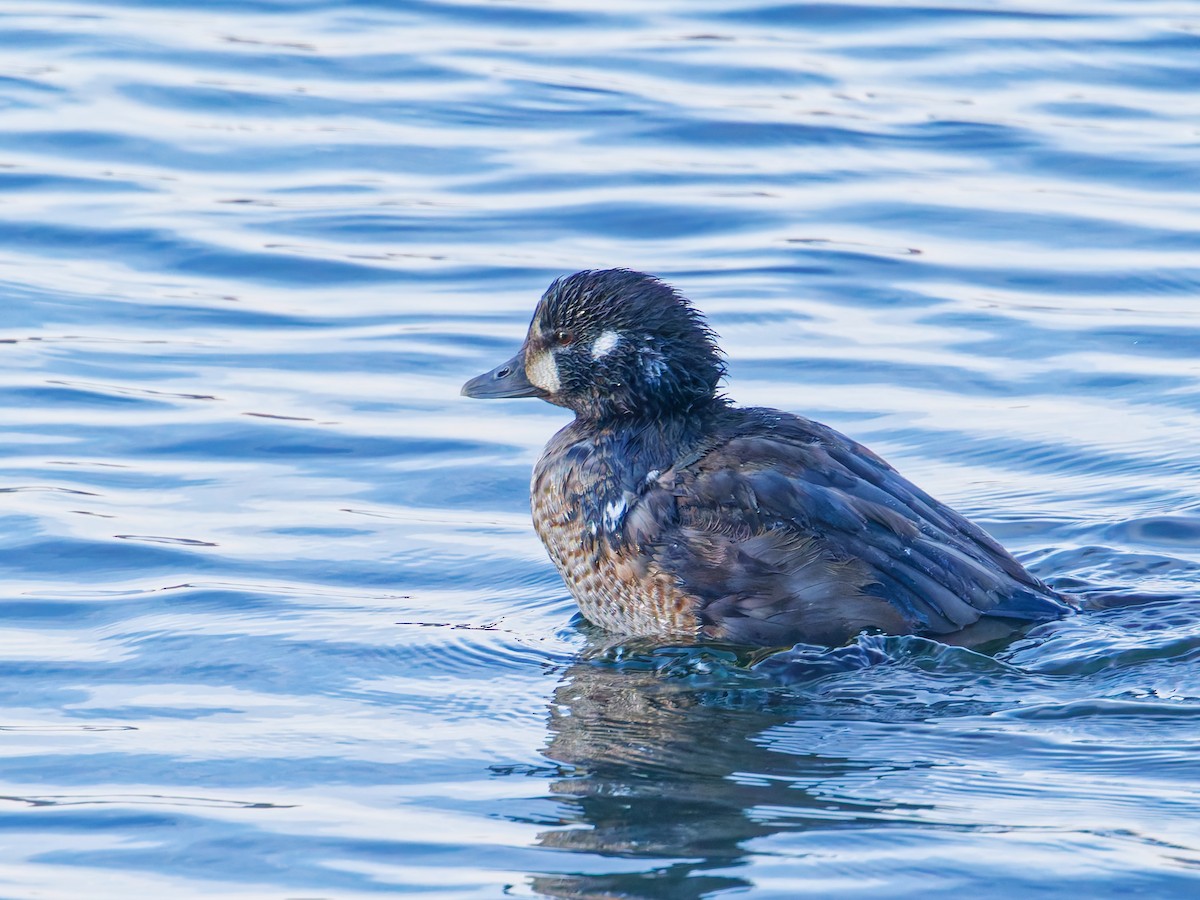 kačka strakatá - ML646016691