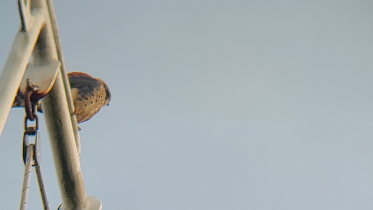 American Kestrel - ML646016700