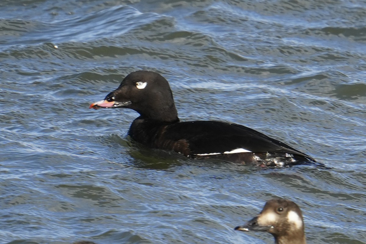 White-winged Scoter - ML646016705