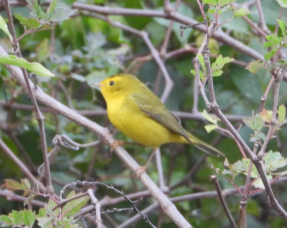 Wilson's Warbler - ML646016724