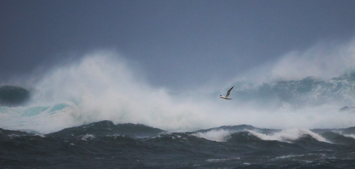 Сула атлантична - ML646016725