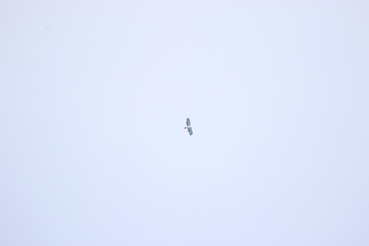 Black-and-white Hawk-Eagle - ML646016730