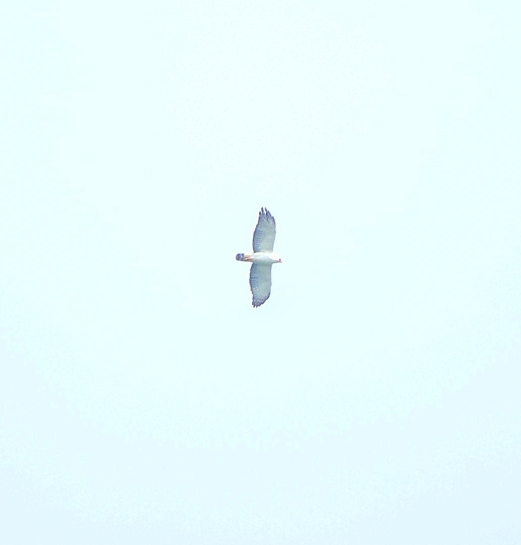 Black-and-white Hawk-Eagle - ML646016731