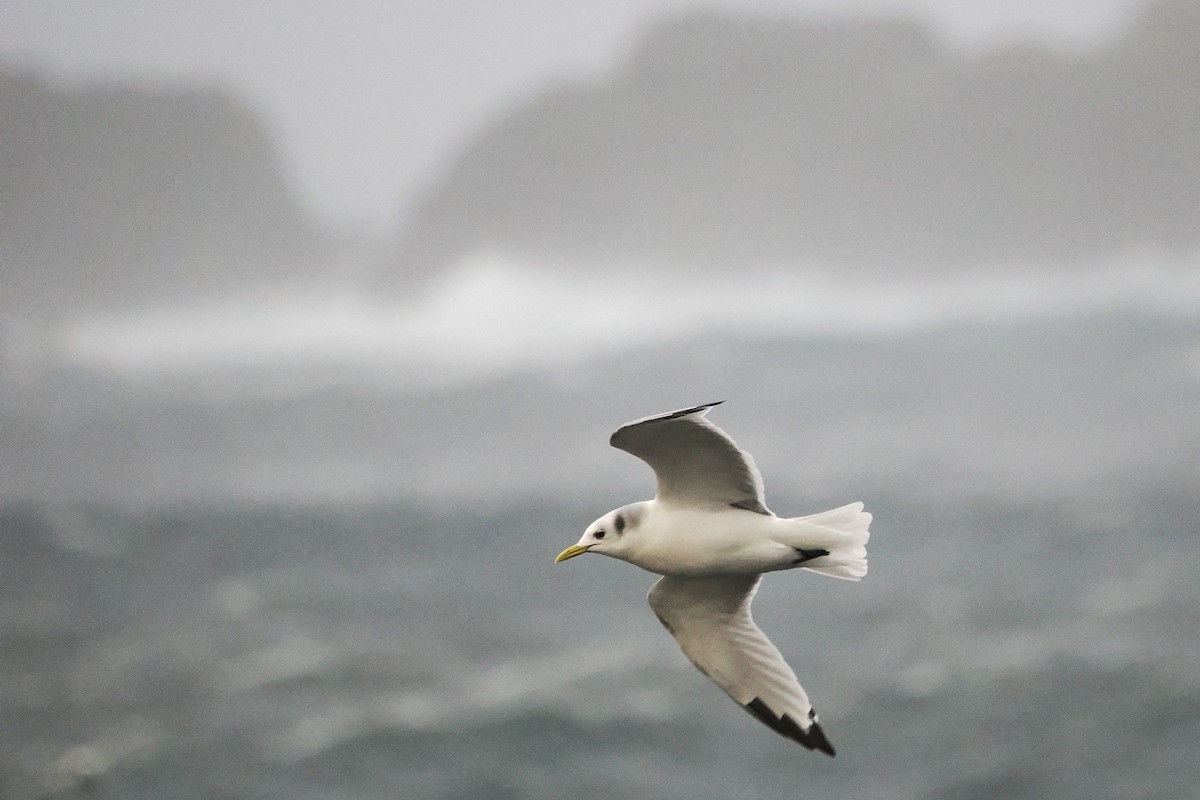 三趾鷗 - ML646016746