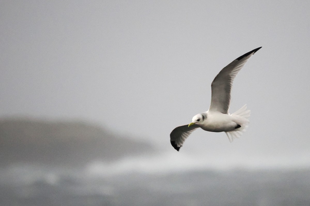 三趾鷗 - ML646016752