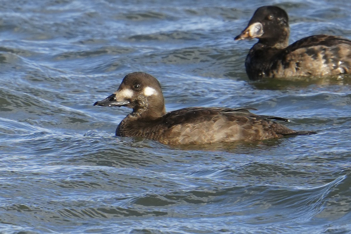White-winged Scoter - ML646016753