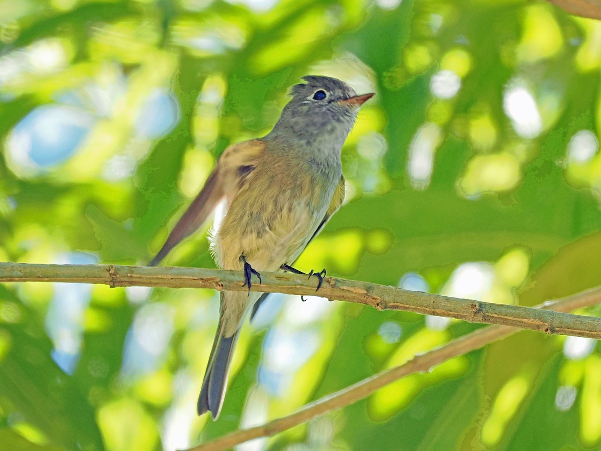 Hammond's Flycatcher - ML646016754