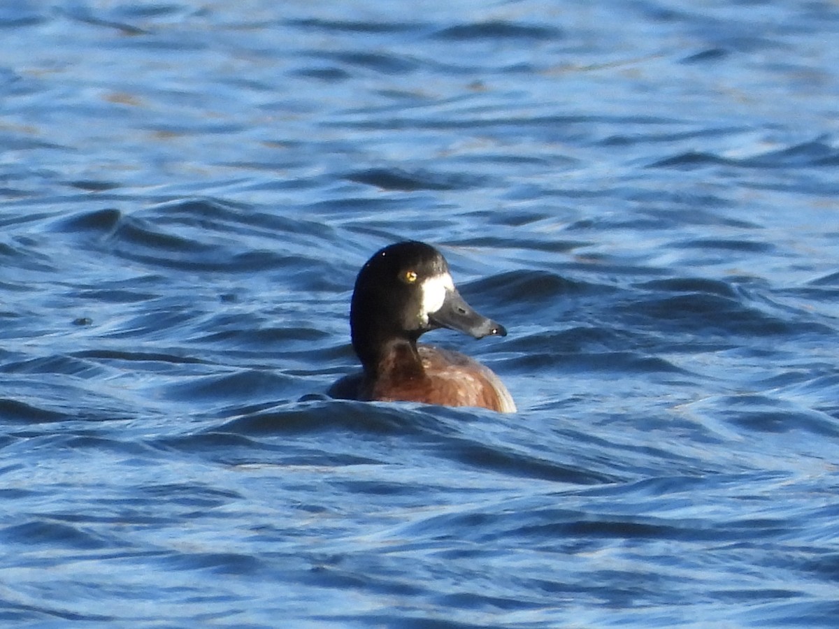 Greater Scaup - ML646016755