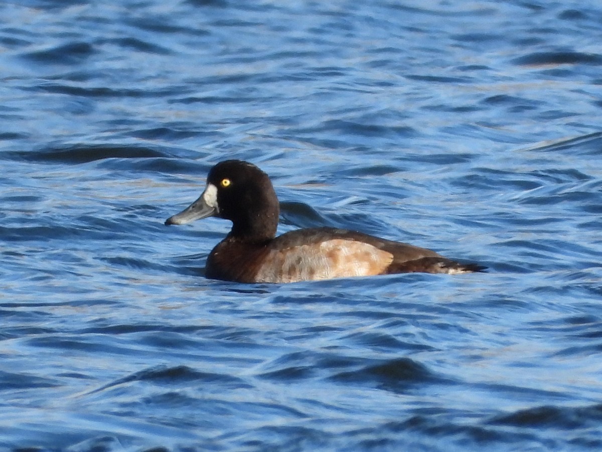Greater Scaup - ML646016756