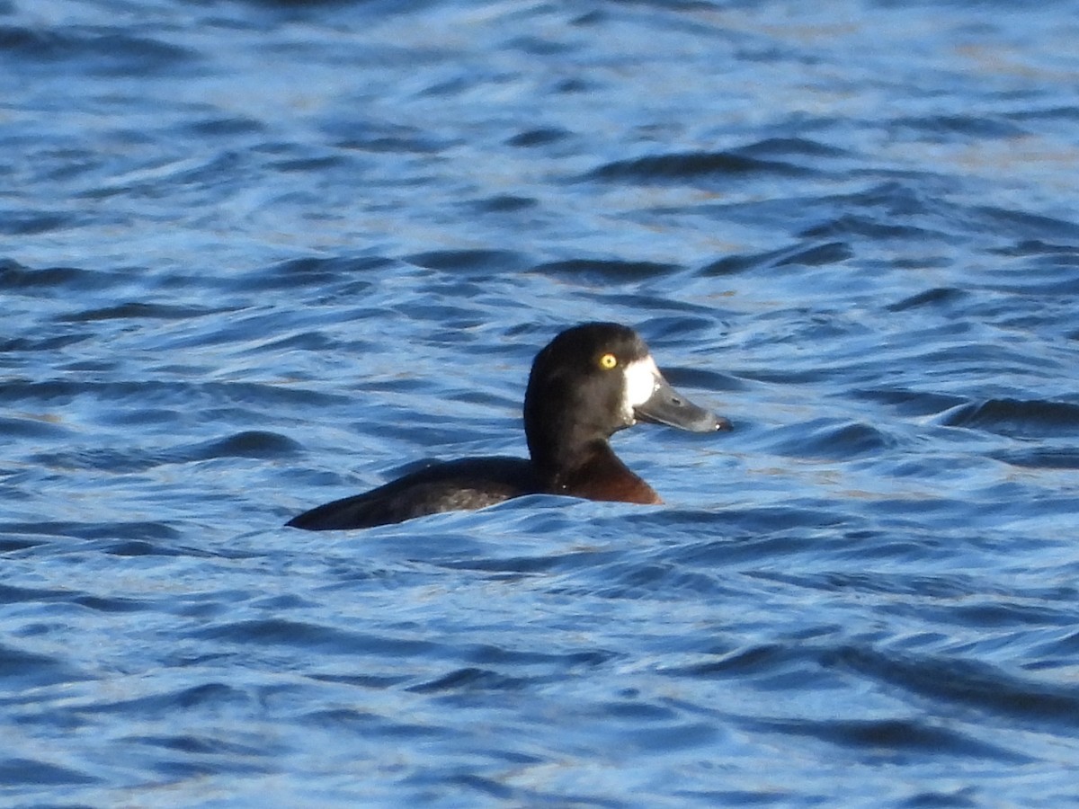 Greater Scaup - ML646016757