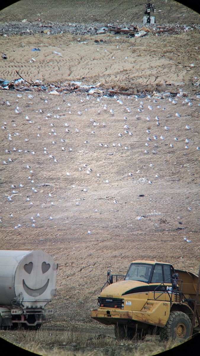 Zafferano - ML646016764