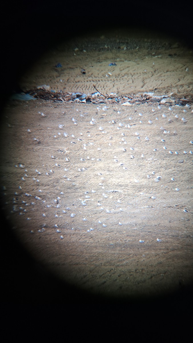 Zafferano - ML646016787