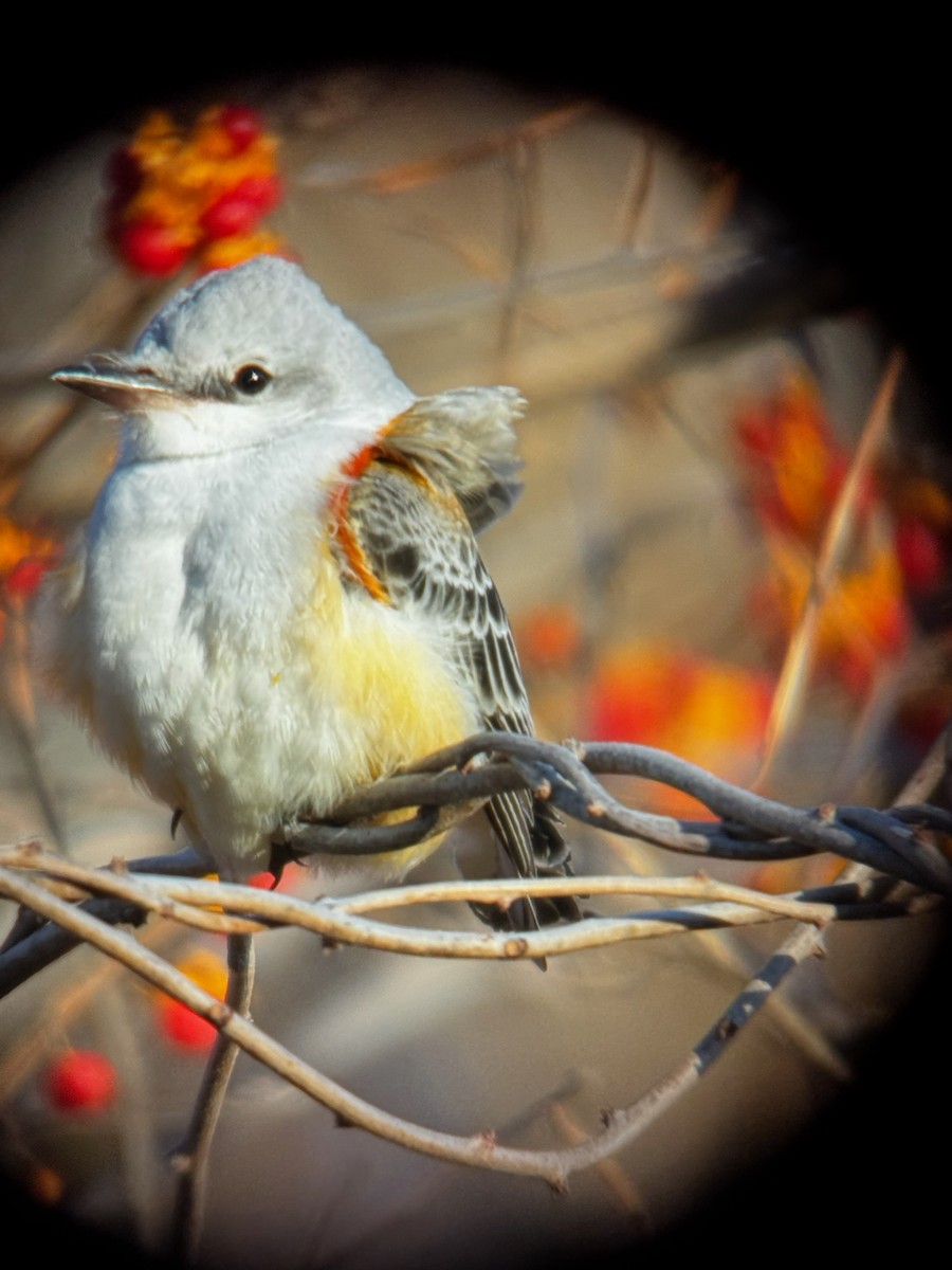 Scissor-tailed Flycatcher - ML646016788