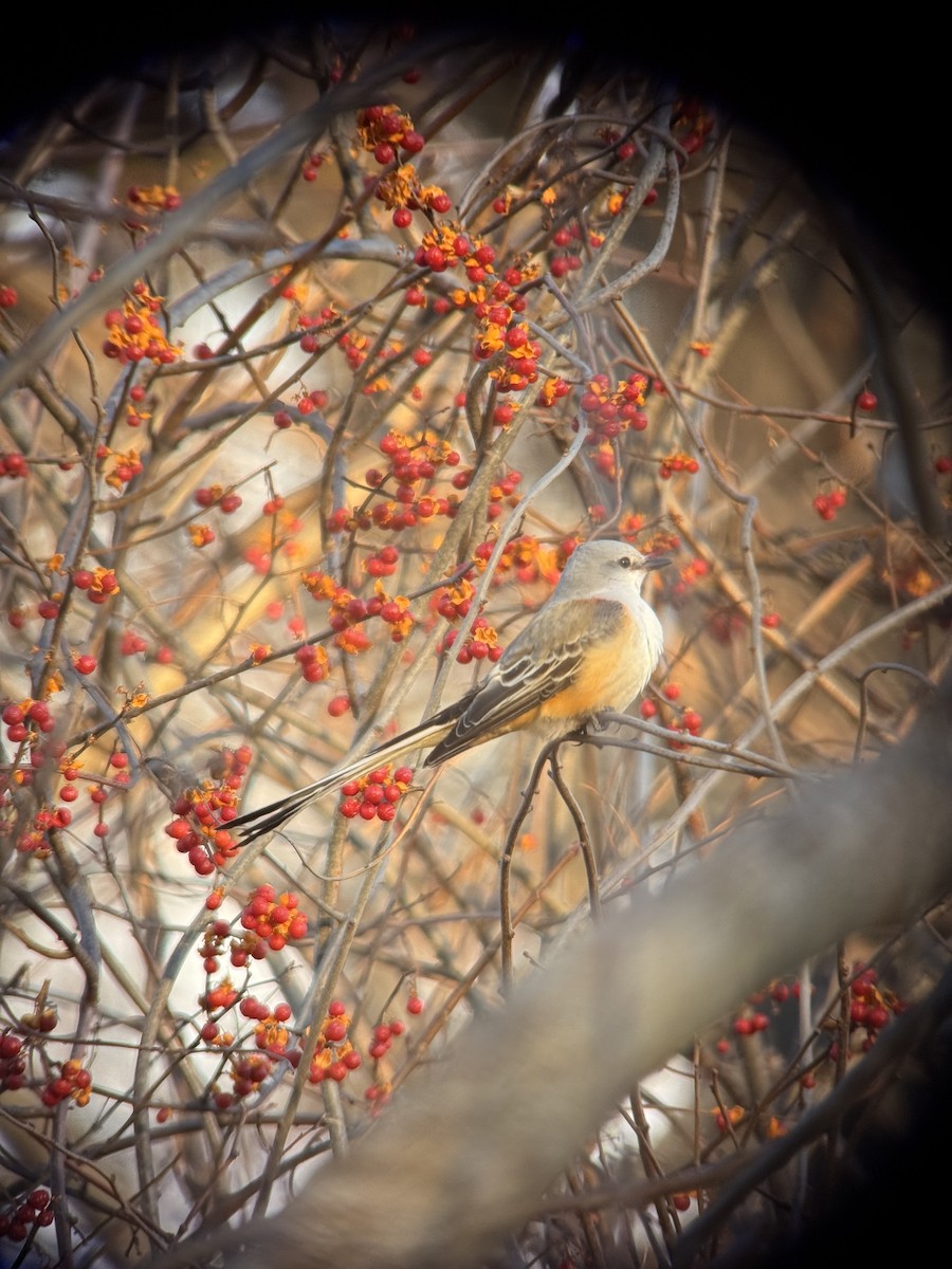 Scissor-tailed Flycatcher - ML646016789