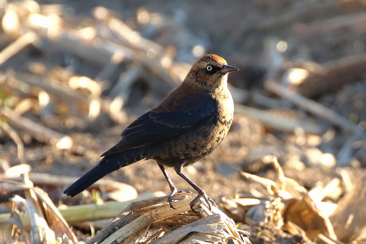 Rusty Blackbird - ML646016790