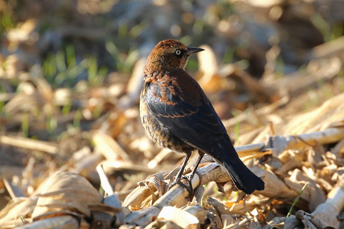 Rusty Blackbird - ML646016791