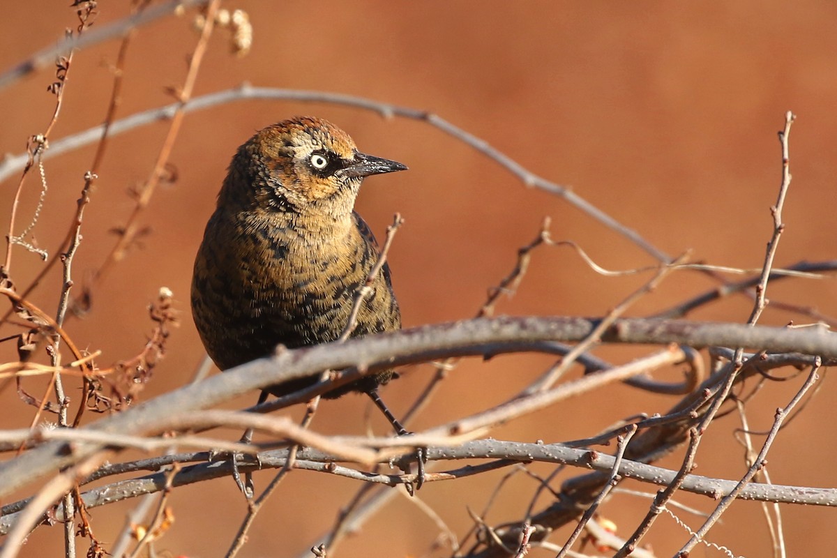 Rusty Blackbird - ML646016792
