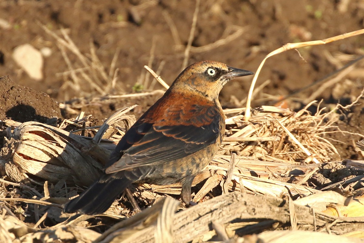 Rusty Blackbird - ML646016793