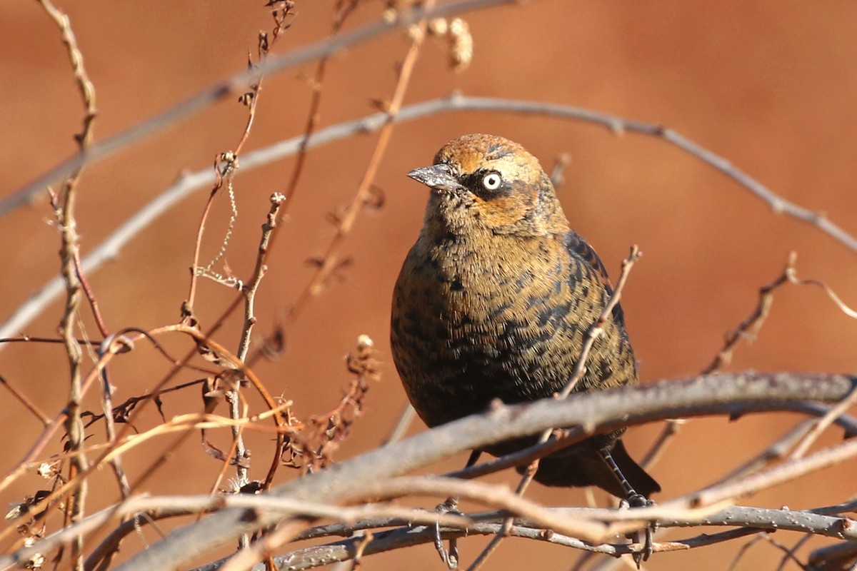 Rusty Blackbird - ML646016794