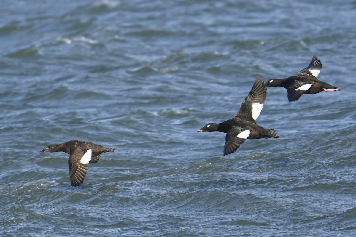 White-winged Scoter - ML646016795