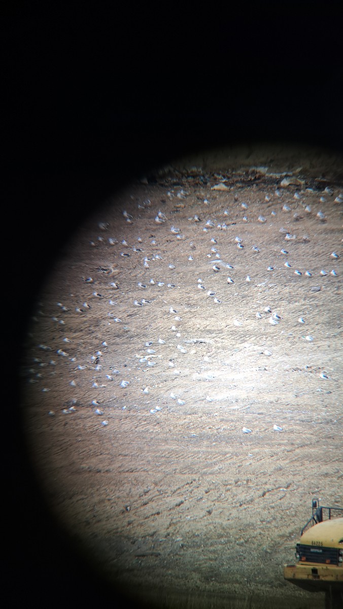 Zafferano - ML646016796