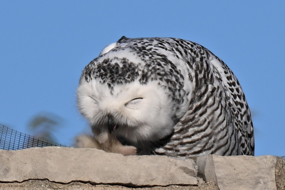 Snowy Owl - ML646016799