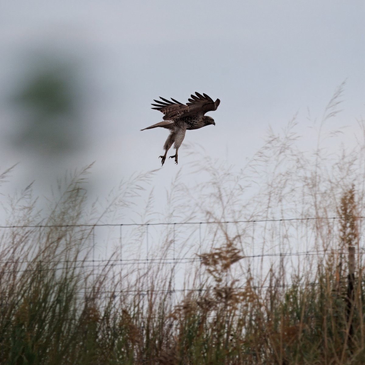 Red-tailed Hawk - ML646016802