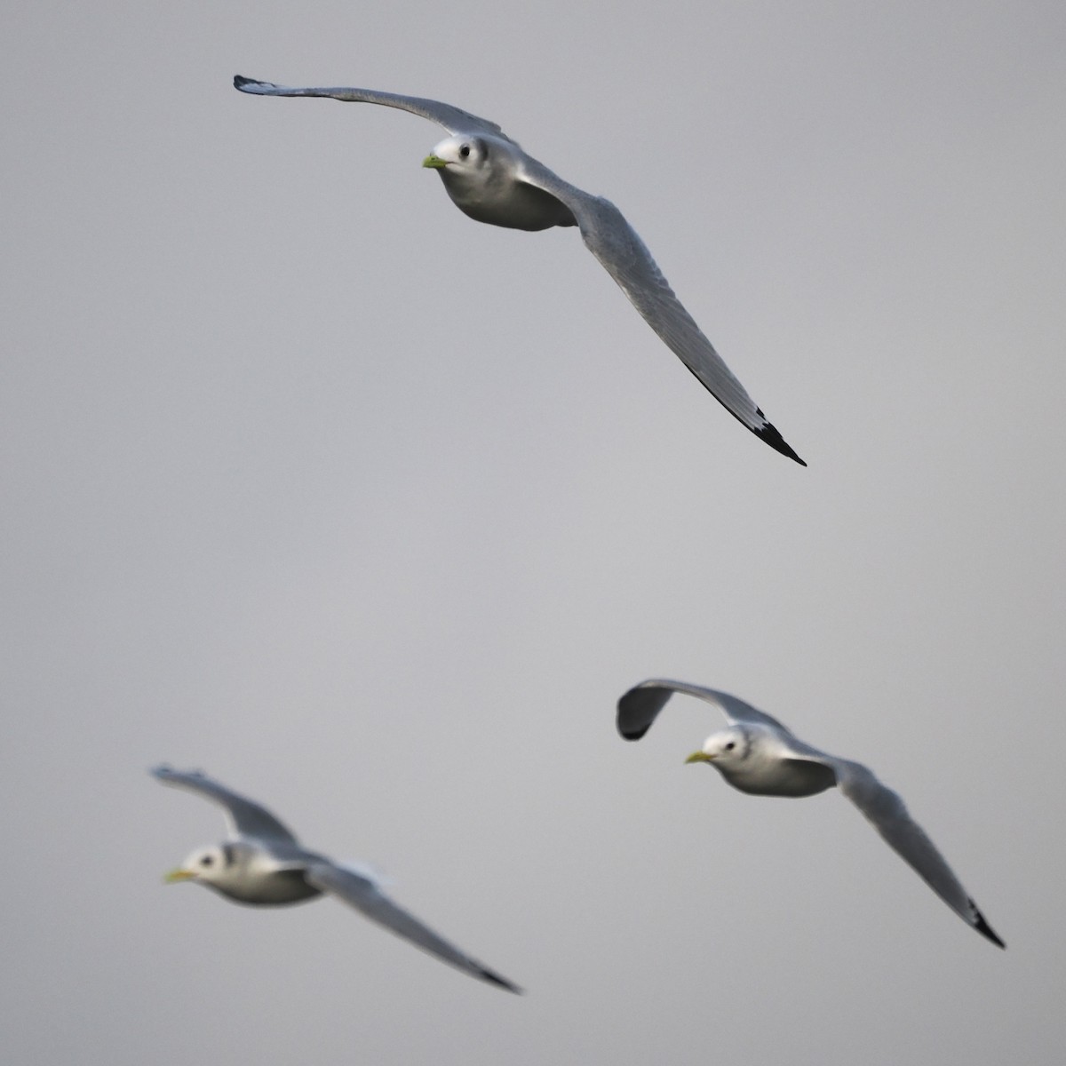 三趾鷗 - ML646016803