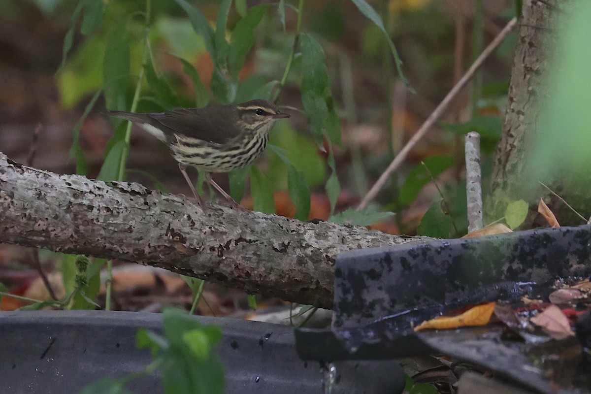 Northern Waterthrush - ML646016804