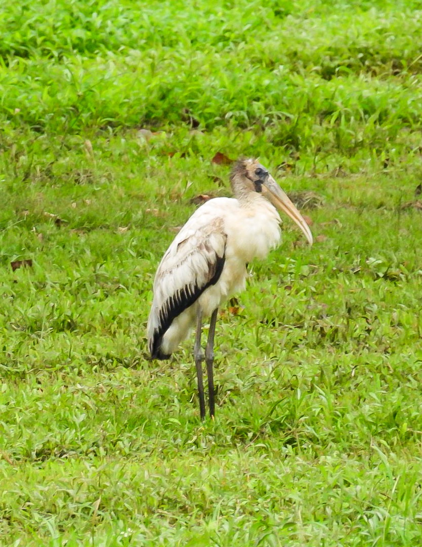Wood Stork - ML646016819