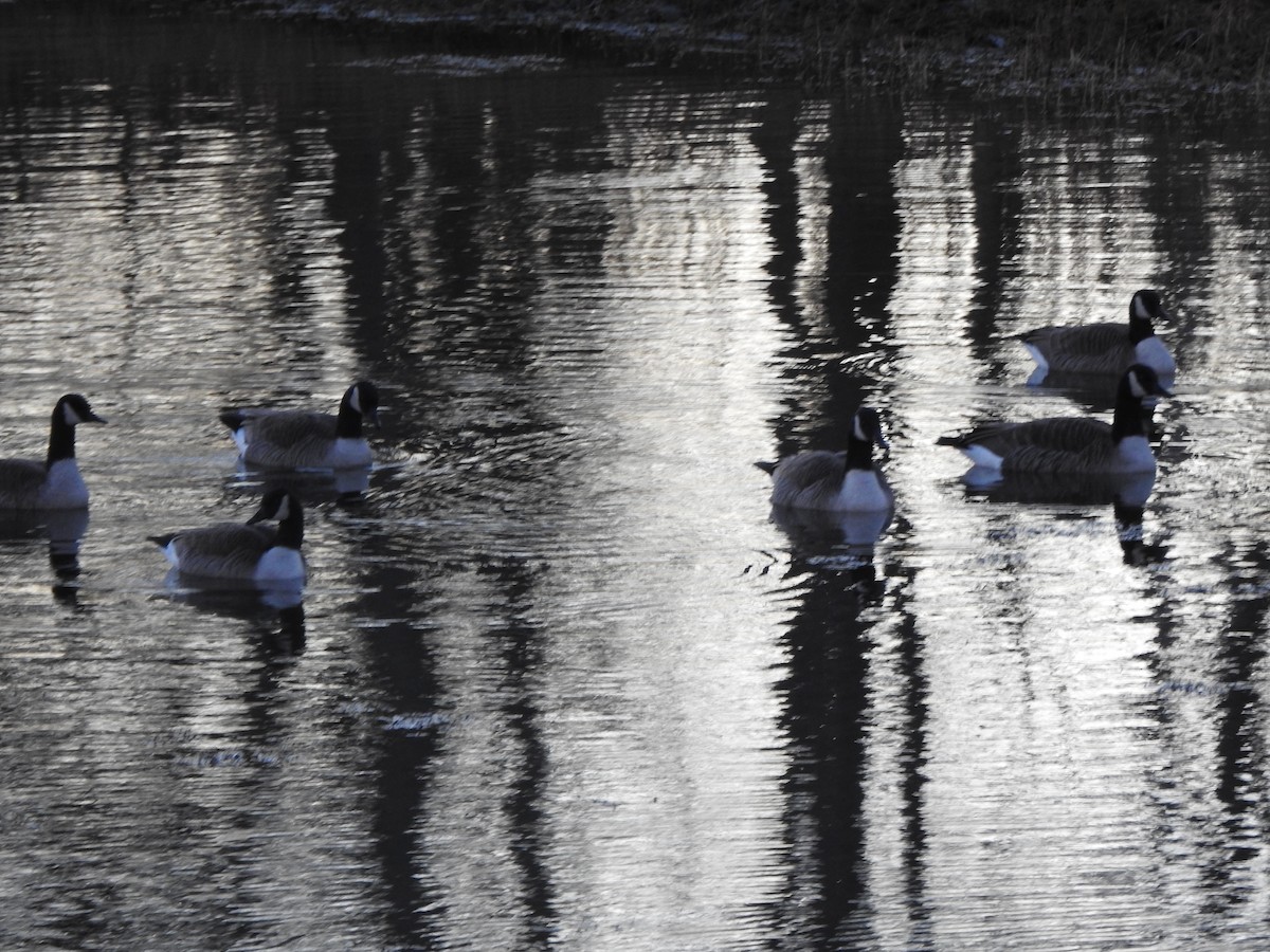 Canada Goose - ML646016820