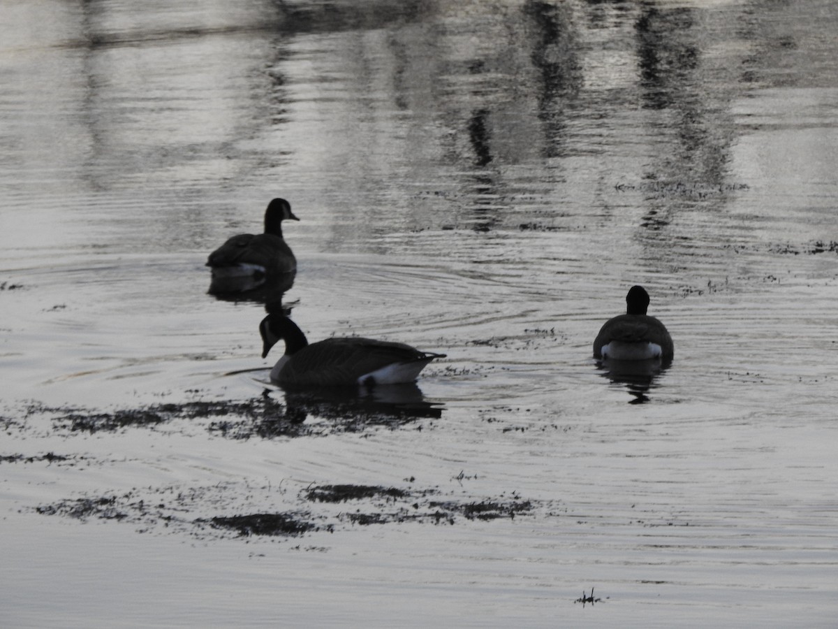 Canada Goose - ML646016821