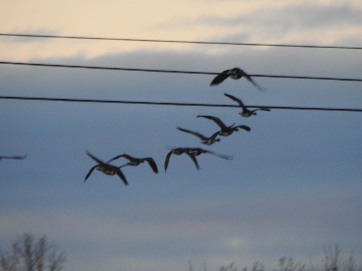 Canada Goose - ML646016822