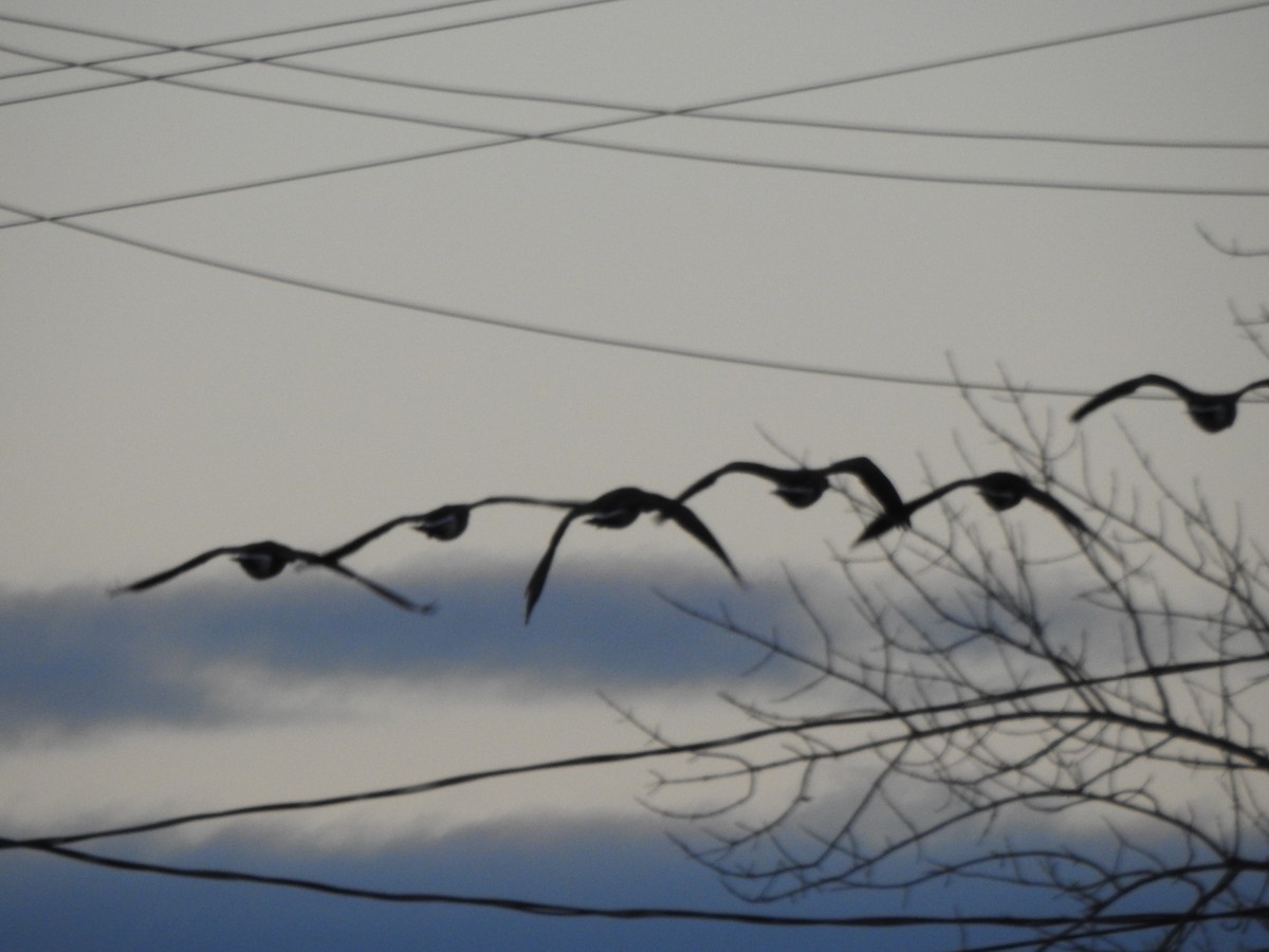 Canada Goose - ML646016823