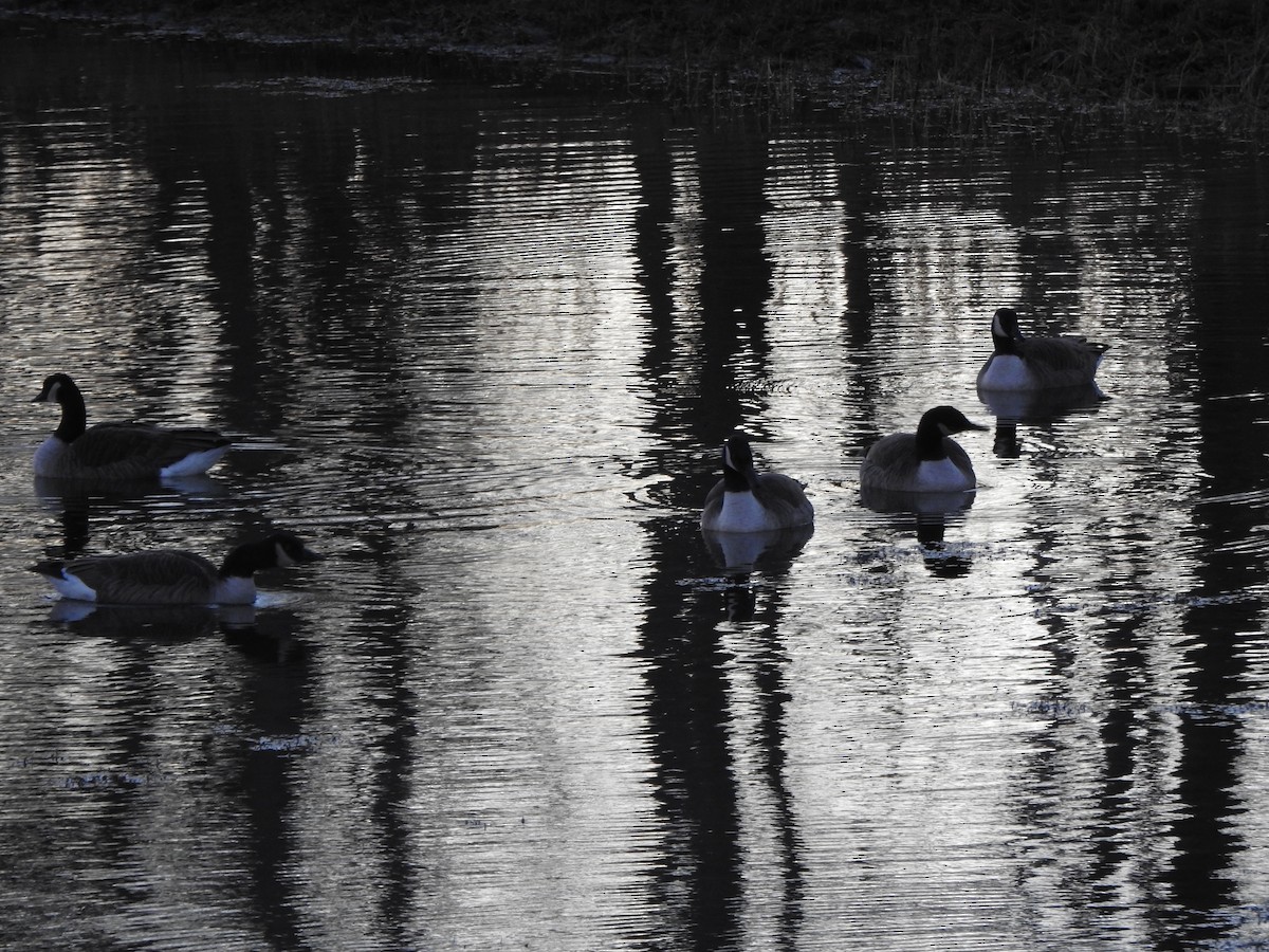 Canada Goose - ML646016824